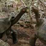 Ecuador: guía completa de las Islas Galápagos para latinoamericanos