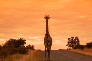Safari en Sudáfrica: Parque Kruger, Ciudad del Cabo y experiencias únicas