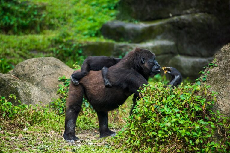 Imagen de Cómo ver gorilas en Ruanda paso a paso