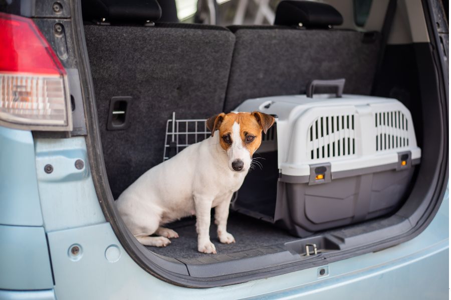Cruzar a Chile por tierra desde Argentina: pasos, requisitos y consejos 2 cruzar con perro
