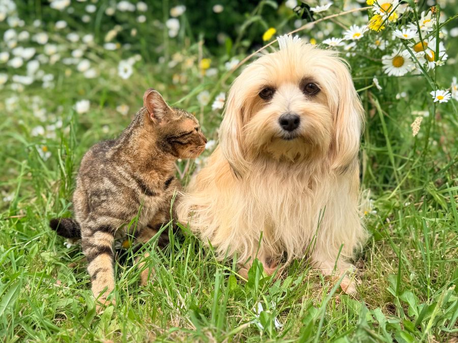 Viajar a México con mascotas desde Estados Unidos: requisitos y documentos 2026 2 Transportadora rígida para perros o gatos